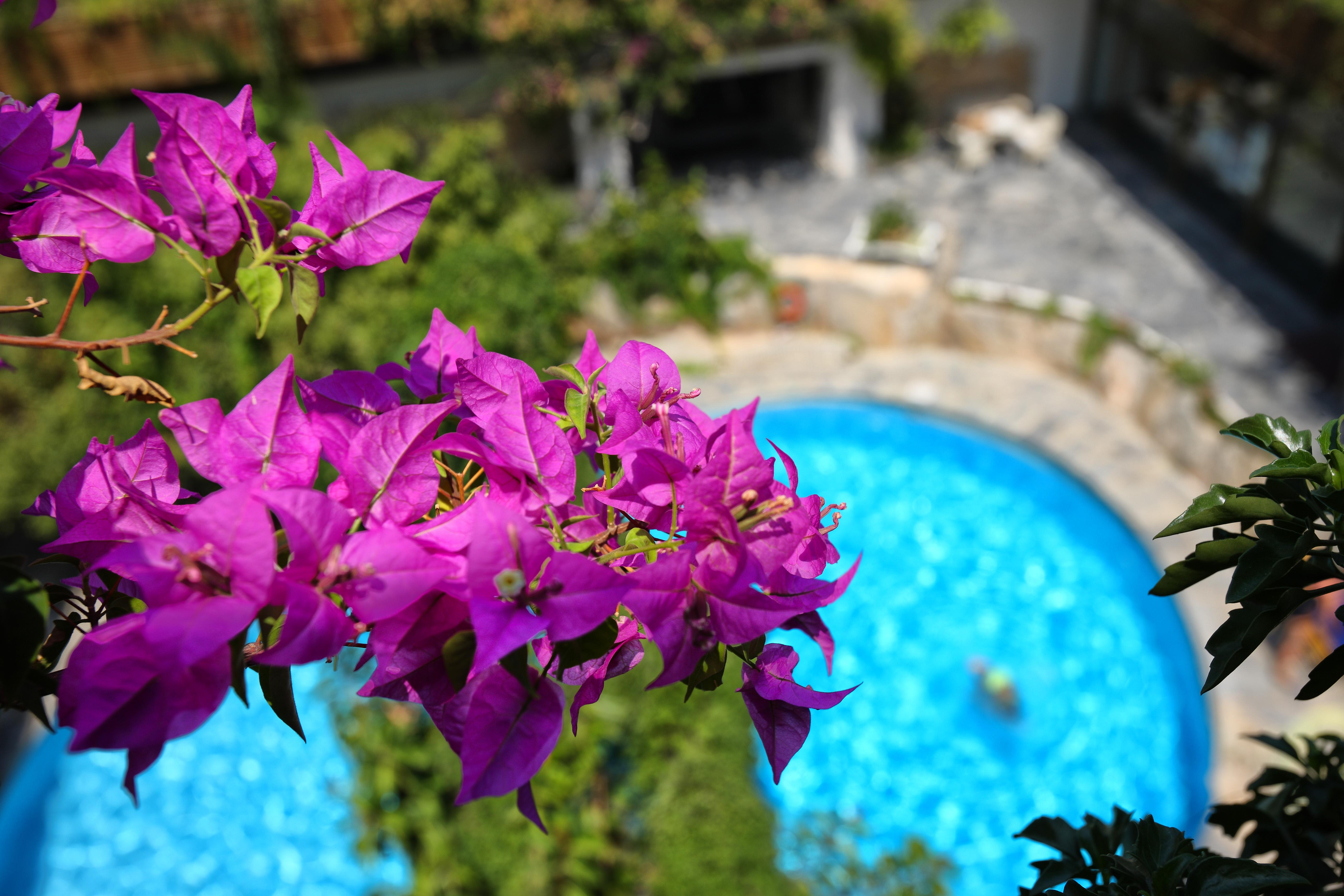ซิเทีย บีช ซิตี้ รีสอร์ต แอนด์ สปา Hotel ซิเตีย ภายนอก รูปภาพ Bougainvillea flowers